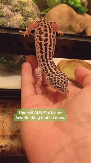 Cute Leopard Gecko Videos on TikTok