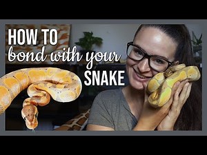 HOW TO BOND WITH YOUR SNAKE