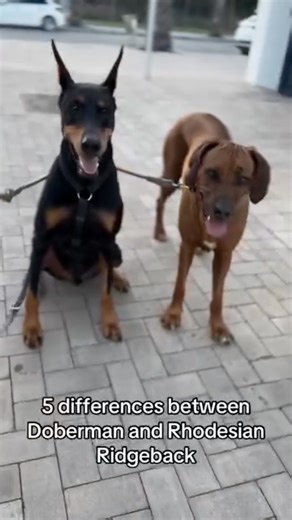 Rhodesian Ridgeback Fam on Instagram: "Ultimate battle: Doberman vs Rhodesian Ridgeback. Which one do you prefer? We prefer both! 🐶 Via📸 @kenzafromrhodesia #doglife #rhodesianridgebacklove #dogphotography #rhodesianridgebackinstagram #hundefotografie #puppy #rhodesianridgebacksofig #dogsofinsta #rhodesianridgebacklovers #rhodesianridgebacks #rhodesianridgebackofinstagram #picoftheday #rhodesianridgebackrules #ridgebacklover #rhodesianlove #instadogs #dogoftheday #doglovers #hundeaufinstagram #