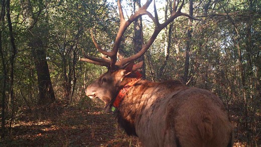 Wandering bull elk hit by semi, bringing his journey to a close in Illinois