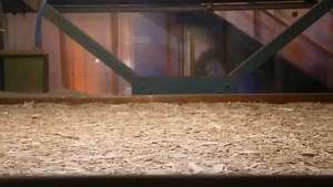 66K views · 85 reactions | Take a peek behind the curtain to see how LP® SmartSide® products are made! They offer superior protection against hail, wind, moisture, fungal decay and termites thanks to our SmartGuard® process. | LP Building Solutions for Professionals | Facebook