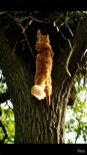 The cat runs away from the mouse, or maybe not?? #cat #reelsanimals #running #cartoon