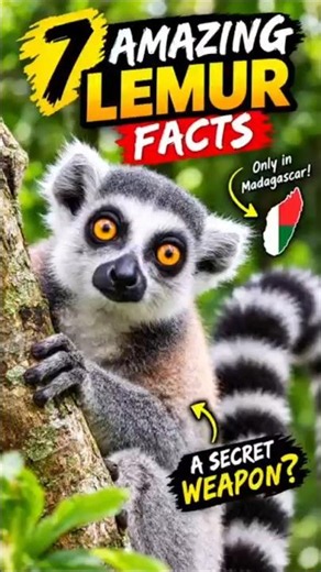 How Lemurs survive the wildest predators! #youtubeshorts #lemur #trending