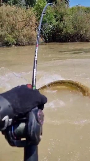 Siluros en las riadas 🔥🙂 #fishing #pesca #wedkarstwo #siluro #sum #catfish #rivergishing #spinfishing #monsterfish #predatorfish #foryou #paraty