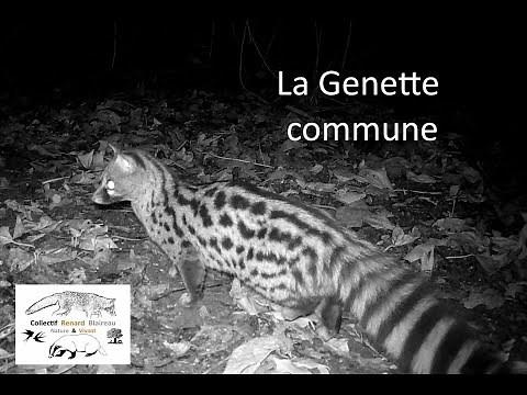 La Genette commune