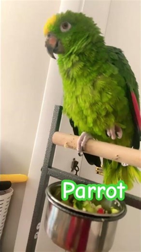 Parrot #parrot