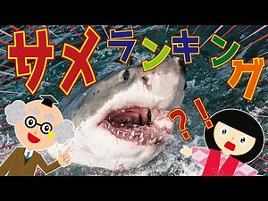【ようかい博士】サメランキング☆危険なサメ・大きいサメ・面白いサメのランキングを座敷童と一緒に紹介するぞ♪【知育動画】子供向け 図鑑 危険生物 海の生き物