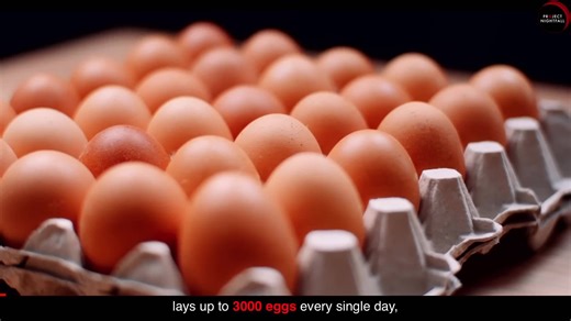 The tiny creature whose extinction would trigger a catastrophic chain reaction destroying entire global food systems