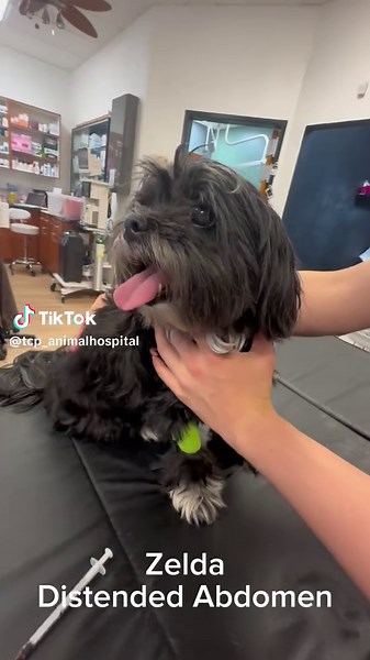 A Day in the Life at The Complete Pet Animal Hospital
