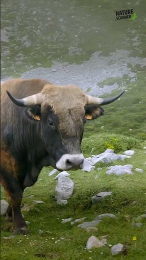 Picos de Europa | Paradijs voor natuurliefhebbers | Naturescanner.nl