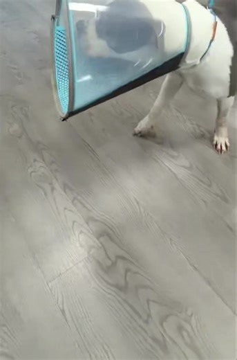 🚨 Emergency Surgery Success Story! 🚨 Stanley came to us after having diarrhea and vomiting, and after diagnostics, our team determined he needed emergency exploratory surgery. During surgery, we removed a string with fuzzy material that was causing the problem. Thanks to quick action, expert care, and lots of love 💙, Stanley recovered beautifully. After just one day of IV fluids, he was up, walking, wagging, and happy to go home! 🐶🏡 Here at Park Road Animal Hospital, we’re proud to offer so