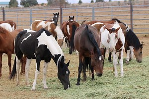 Oregon's Wild Horse Corral Facility