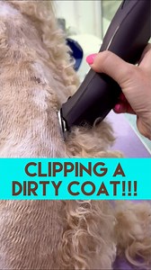 CAN YOU CLIP A DIRTY COAT!???I’m often asked this, and many groomers are against pre clipping… Yes it can damage the blades and make the clippers work harder… But for me, if the coat is going significantly shorter, or if it’s matted, I prefer to spend 10 mins pre clipping. It gets rid of so much coat before the bath and saves bathing product and drying time! BUT!!! Don’t use your best blades!!! I keep separate blades, and 1 pair of scissors aside for such “dirty work”… but the KM Supera clippers