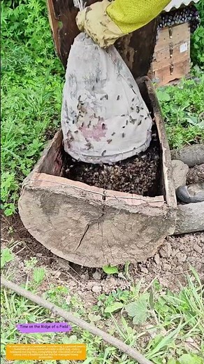 Bagging the Swarm: How a Sack of Bees Becomes a Managed Colony