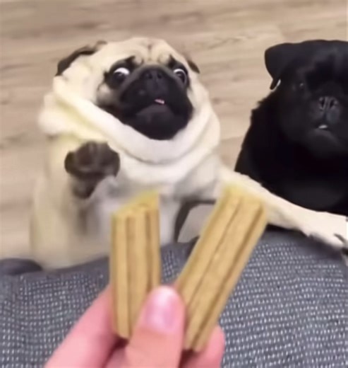 Pug Core #fyp #pug #animalcore #doberman