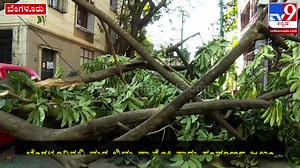 1.6K views | Tree Fall: ಆರ್​.ಟಿ.ನಗರದ HMT ಲೇಔಟ್​​ನಲ್ಲಿ ಮರ ಬಿದ್ದು ನ್ಯಾನೋ ಕಾರು ಜಖಂ | #TV9D #treefall #bigtreefall #nanocar #carಜಖಂ #bbmp #KannadaNews Download ffreedom app and apply coupon “TV9” to avail Rs 3000 scholarship instantly - https://ffreedom.com/tv9-kannada | Tv9Kannada | Facebook