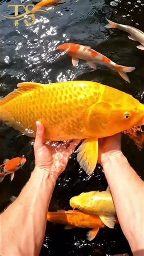 Cutest Rainbow Fish in the Wild! 🌈🐟💖 #shorts