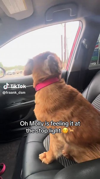 On a Wednesday afternoon 💃🎀🐕 #molly #dancingdogs #fyp #dogs #xyzbca | dogs dancing