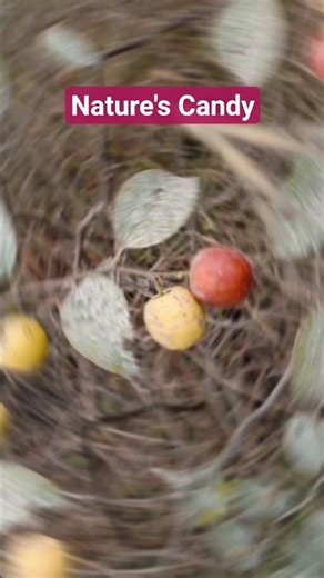 Nature's Candy: Fresh Indian Jujube (Ber) 🍃