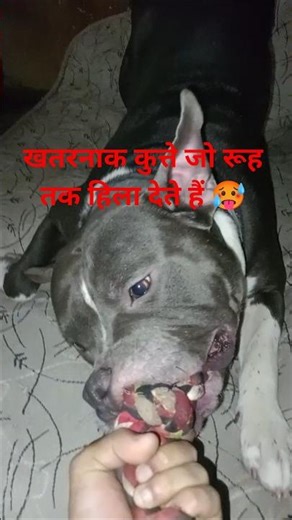 Dangerous dogs that shake the soul 🥵😨 #bulley #pitbull #facts #dogfacts #dogshorts #shorts #dog