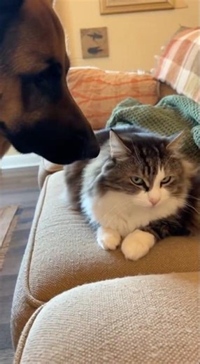 Good Dog, No Barking 😾🚫🛋️ #Cat #SofaOwner #TerritorialCat #PetShorts