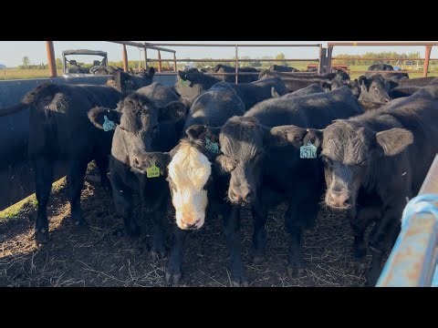 Weaning calves while cows are still on pasture