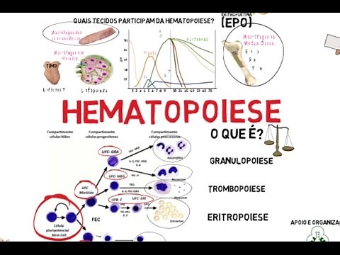 Hematopoiese