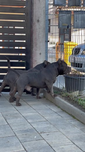 Robert Ionut pe TikTok