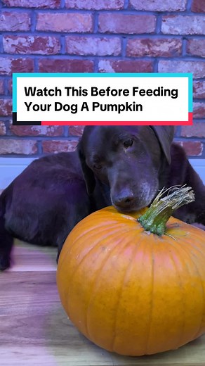 Share this with other pup parents now! 🥺 #dogfacts #halloween #pumpkin #dogs
