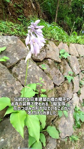 [Introducing Hosta] Mt. Takao - Filmed 6/17/R8