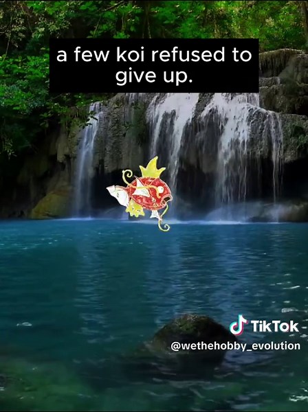 WeTheHobby TCG on TikTok