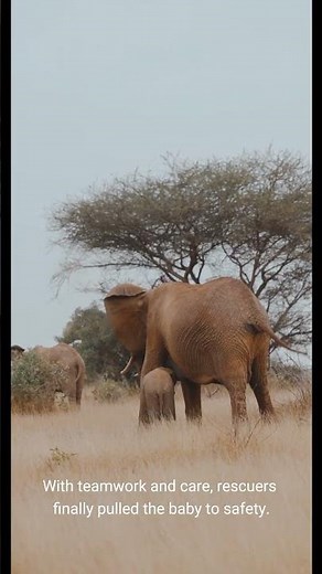 Baby Elephant Cries for Help — Incredible Rescue That Restored Everyone’s Faith 🐘💔