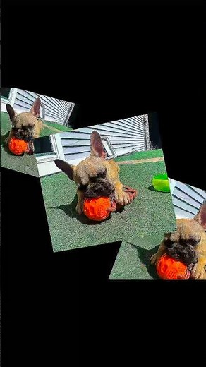 Cute French Bulldog Moments!