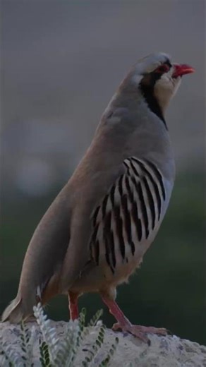 You Won't Believe This Trick to Catch Partridge Chakor