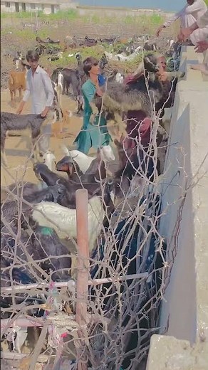 Goat loading up on trucks way #goat