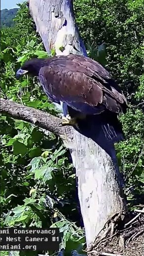 Little Miami Conservancy Eaglet, LM5, Branching #eagle #eaglecam #eaglenest #live
