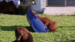 Baby Orangutan Kisses Macaque Friend   Love Nature