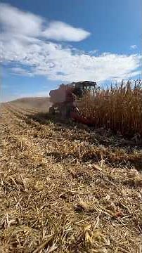 Combining corn with a 1644 case international combine