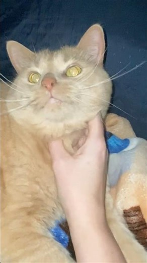 Pikachu chilling🥰❤️🌹