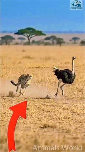 Wild The leopard attack vs Ostrich🦩🐆 #wild #animals #leopard #ostrich