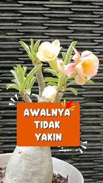 AWALNYA TIDAK YAKIN #kambojajepang #adeniumbanburi #adenium