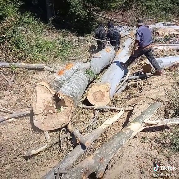 Harnessing Horses for Sustainable Logging Practices