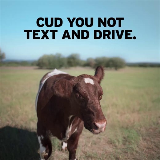 8.7K views · 71 reactions | We can keep everyone MOOvin’ and groovin’ by following the rules of the road. When you’re behind the wheel, put your phone away and stay focused on the road. Texting or talking on the phone while driving is always dangerous. Phone down, eyes on the road and hooves — oops! — hands on the wheel. #BeSafeDriveSmart #DriveLikeATexan | Texas Department of Transportation | Facebook