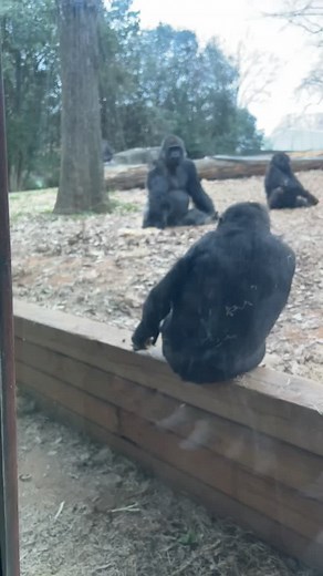 Gorilla Playing with Poop Like Play-Doh at Zoo