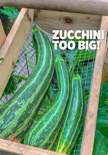 Optimal Zucchini Harvesting Tips for Better Flavor
