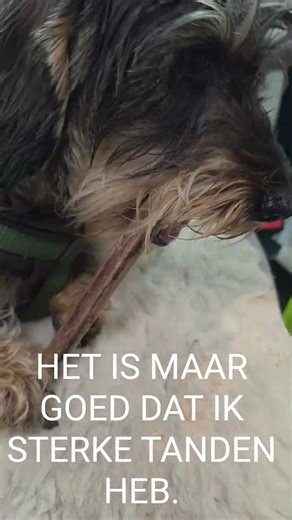 teckel zou winnen #dogshorts #teckelofinstagram #dogsofinstagram #doglife