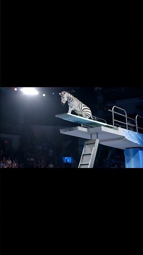 "Zebra's Lightning Sprint in the Animal Olympics! 🏁🦓 | Nature's Striped Athlete"