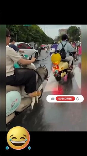 Funny and hilarious ANIMAL COMEDY moment part 966 videos