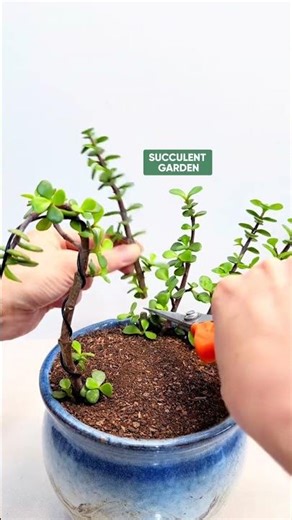 Creative Succulent Styling: Aesthetic Decor Ideas