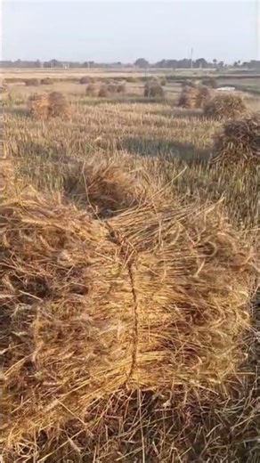 dosto dekh skte he gehu #youtubevideos #youtubevideos #yt #youtubevideos #youtubevideos #yt #comedy